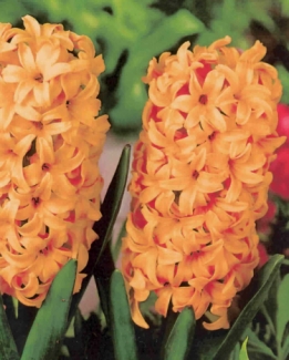 images/productimages/small/hyacint dubbel oranje.jpg